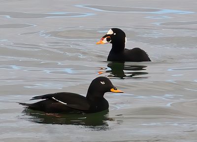 Surf Scoter 