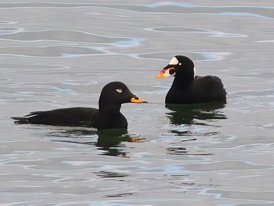 Surf Scoter 