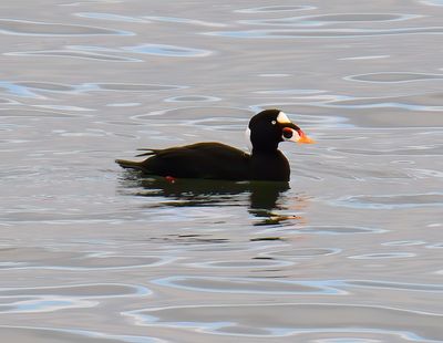 Surf Scoter 