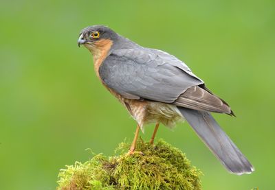 Sparrowhawk