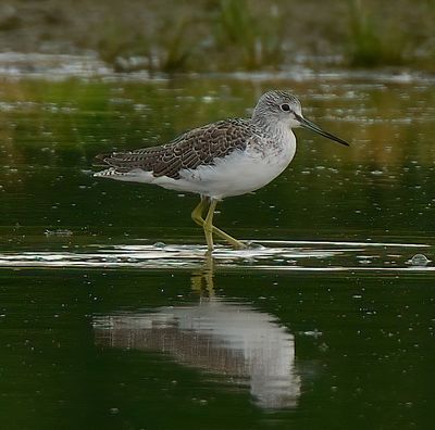 Greenshank 