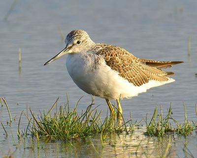 Greenshank