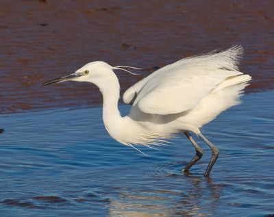 LITTLE EGRET