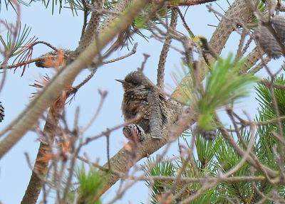 Wryneck 