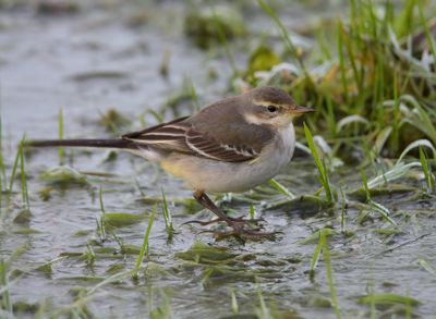 Eastern Yellow Wagtail 