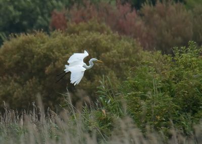 Great-white Egret 