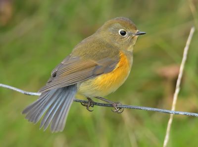 Red-Flanked Bluetail 