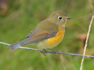 Red-Flanked Bluetail 