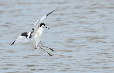 Avocet