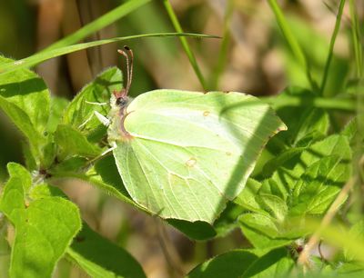 Brimstone