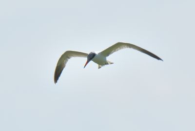 Caspian Tern