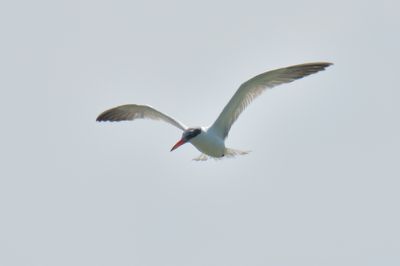 Caspian Tern