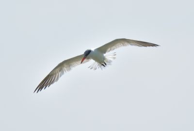 Caspian Tern