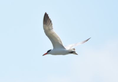 Caspian Tern