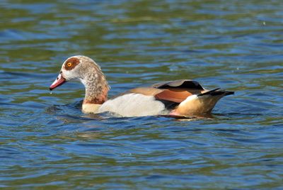 EGYPTIAN GOOSE