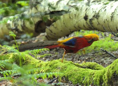 Golden Pheasant