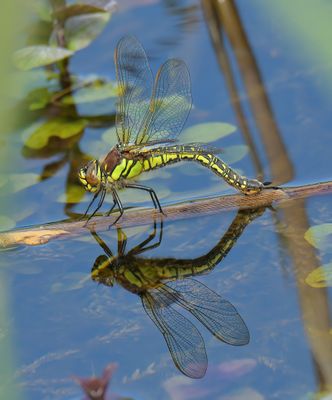 Hairy Dragonfly