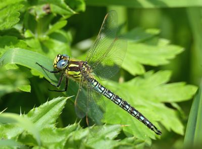 Hairy Dragonfly