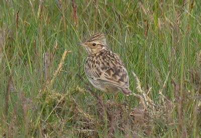 WOODLARK