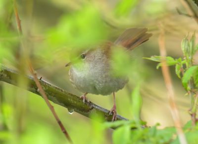 Cetti's Warbler