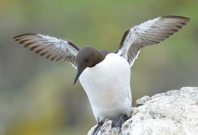 GUILLEMOT