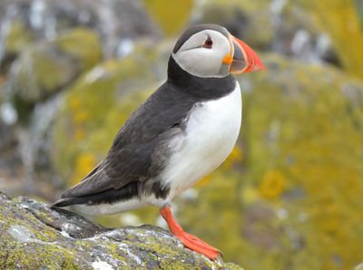 Puffin