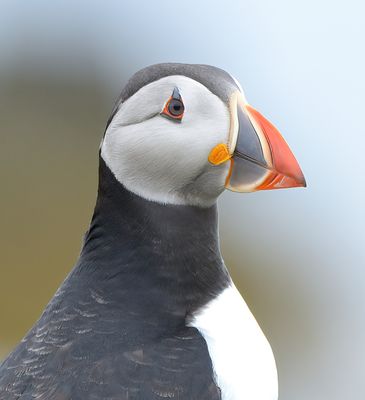 Puffin