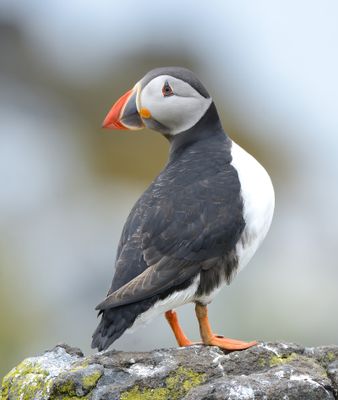 PUFFIN