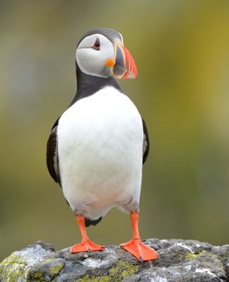 Puffin