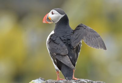 Puffin 