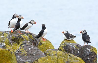 Puffin