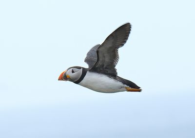 Puffin