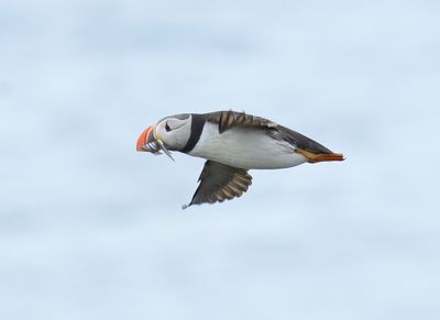 Puffin