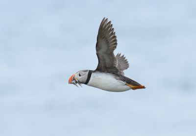Puffin