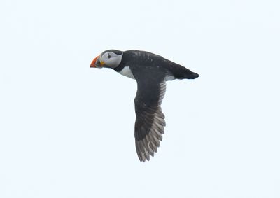 Puffin