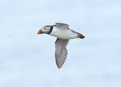 Puffin
