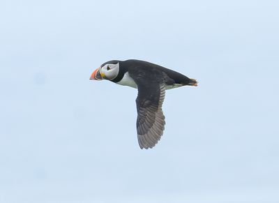 Puffin