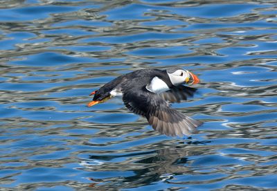 Puffin