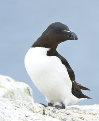 RAZORBILL