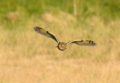 Long-eared Owl