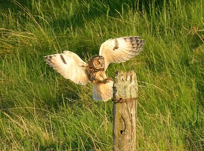 Long-eared Owl