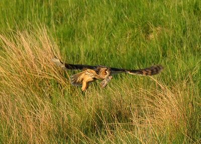 Long-eared Owl