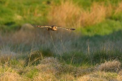 Long-eared Owl
