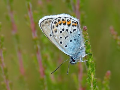 SILVER-STUDDED BLUE