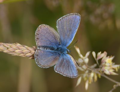 Silver-studded Blue 