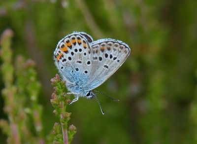 Silver-studded Blue 