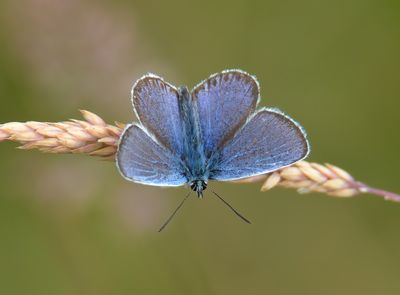 Silver-studded Blue 
