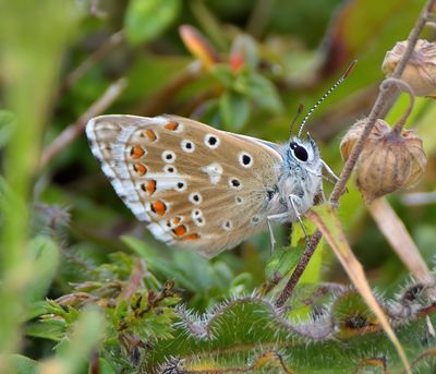 Adonis Blue 