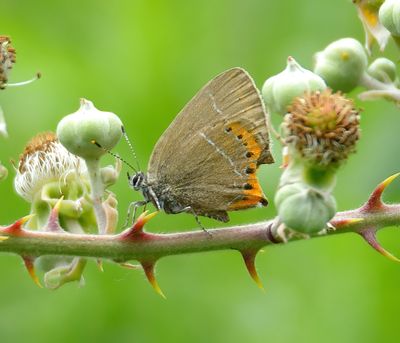 Black Hairstreak 