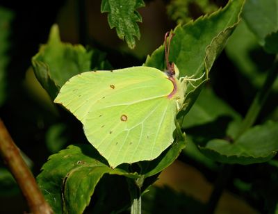 Brimstone 